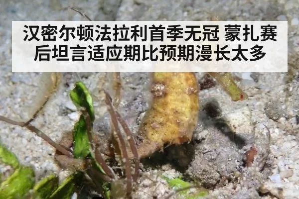 汉密尔顿法拉利首季无冠 蒙扎赛后坦言适应期比预期漫长太多
